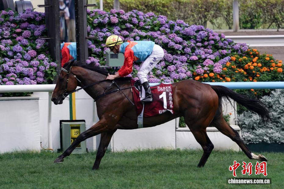香港赛马“嘉应高升”缔造20场连胜纪录